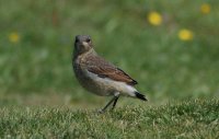 Birsay - young wheatear